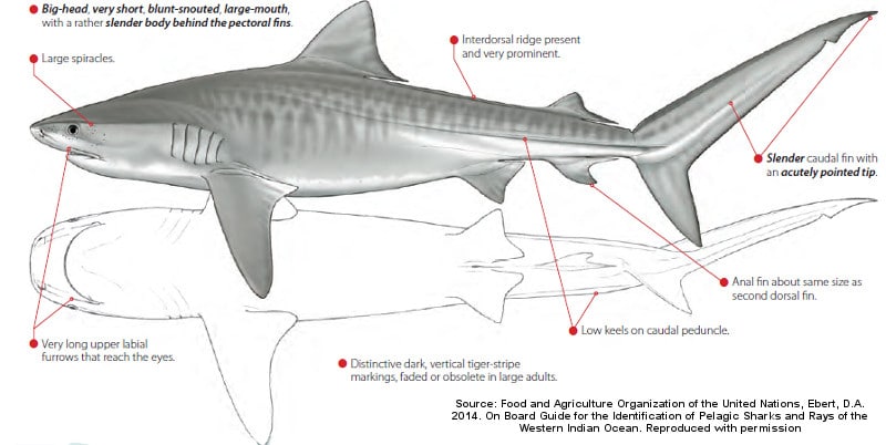 tiger shark anatomy