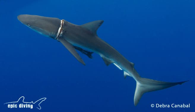 epic diving dusky shark rescue