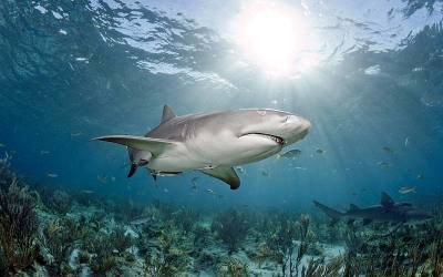 shark diving with lemon sharks