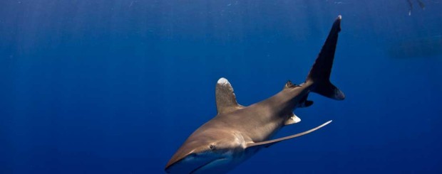 oceanic whitetip shark diving