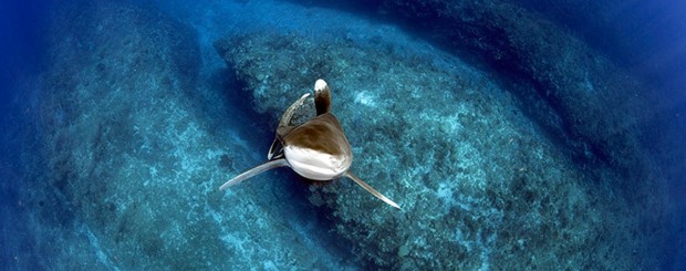 oceanic whitetip shark diving with daniel botelho