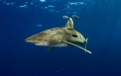 oceanic whitetip shark diving bahamas