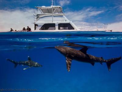 oceanic whitetip shark epic diving