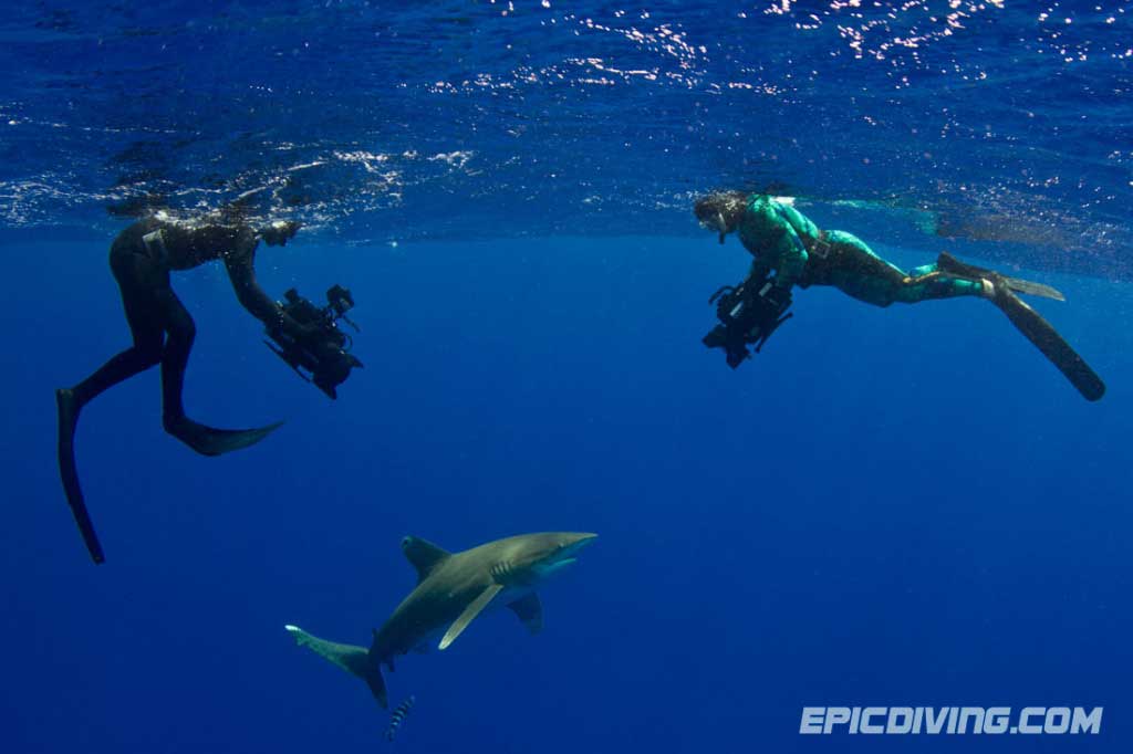 epic diving discovery channel shark week
