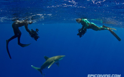 shark week epic diving oceanic whitetip