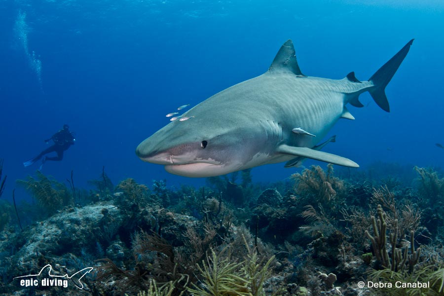 tiger shark diving on the reefs of tiger beach