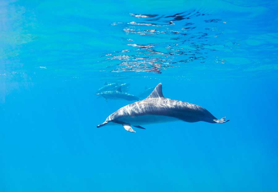 The Bottlenose Dolphin - Epic Diving