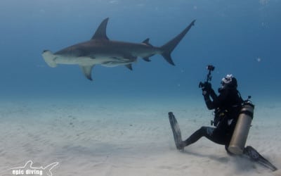 diver with great hammerhead shark in bimini