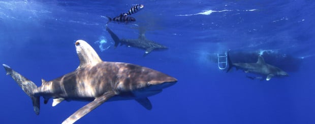 oceanic whitetip shark cat island bahamas shark diving