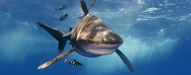 Oceanic Whitetip Shark and Pilot Fish cat island bahamas
