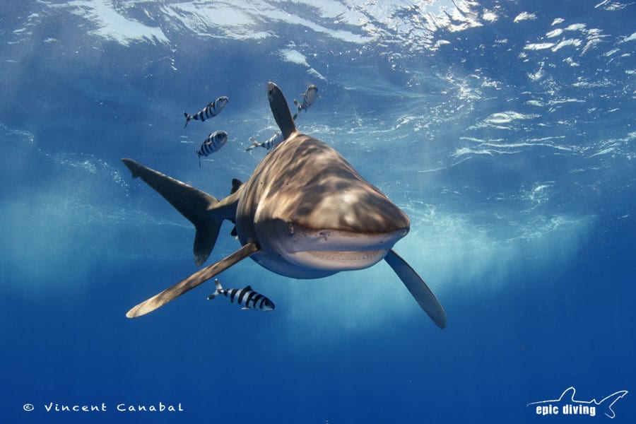 dive with oceanic whitetip sharks bahamas shark diving