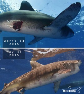 oceanic whiteitp shark heals from wound