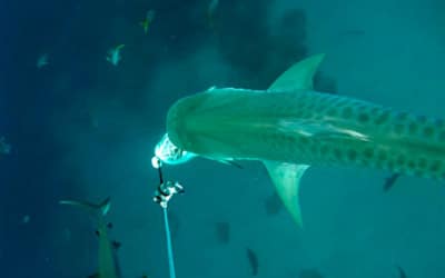 tiger shark cape eleuthera study