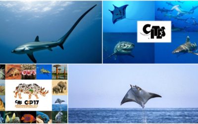 cites 2016 sharks and rays