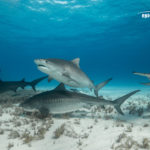 tiger beach great hammerhead shark diving