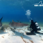 tiger beach great hammerhead shark