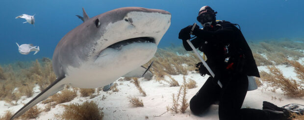 shark diving at tiger beach bahamas
