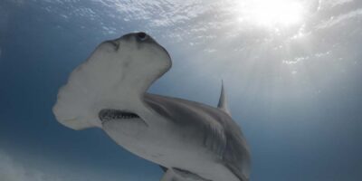 great hammerhead shark diving in bimini bahamas