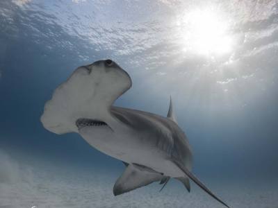 great hammerhead shark diving in bimini bahamas