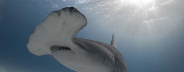 great hammerhead shark diving in bimini bahamas