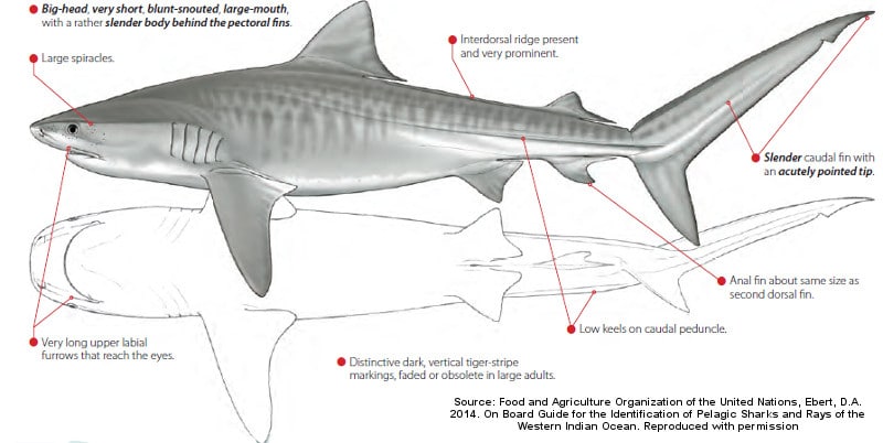 TIGER SHARK definição e significado