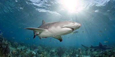 shark diving with lemon sharks