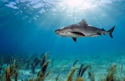 daniel botelho tiger shark tiger beach photo