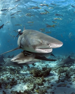 shark diving at tiger beach with lemon sharks