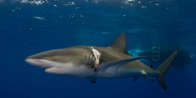 atlas the dusky shark diving