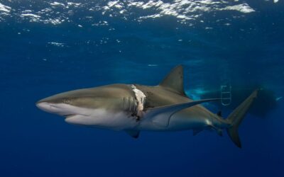 atlas the dusky shark diving