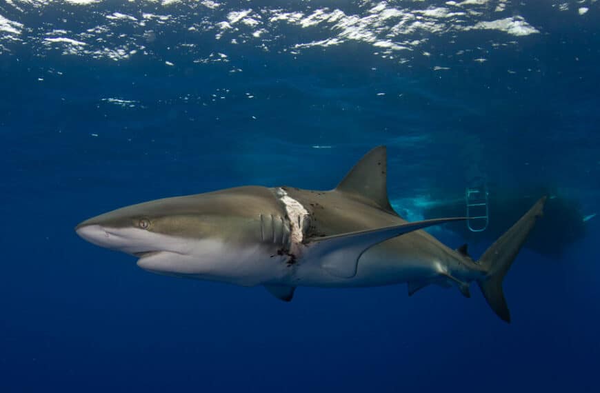 atlas the dusky shark diving