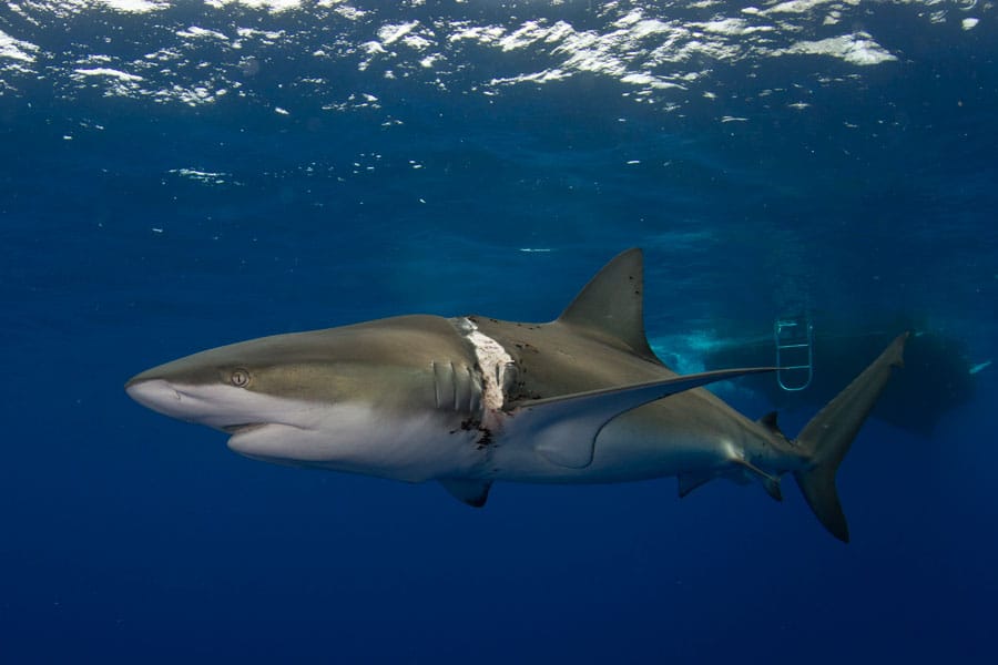 atlas the dusky shark diving