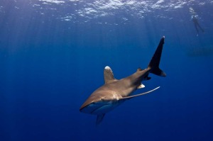 oceanic whitetip shark diving