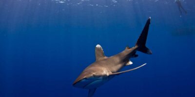 oceanic whitetip shark diving