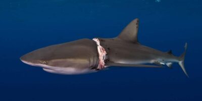 dusky shark rescue atlas epic diving