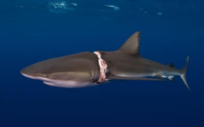 dusky shark rescue atlas epic diving
