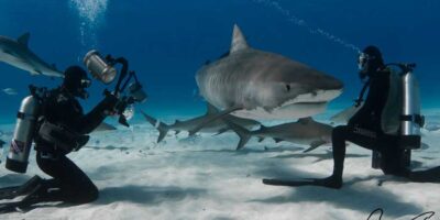 tiger beach brian skerry tiger shark