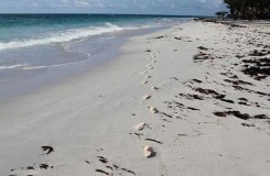 private hotel beach cat island bahamas