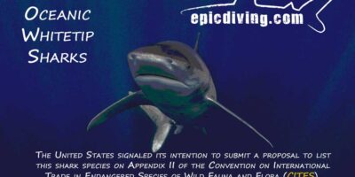 protect oceanic whitetip sharks