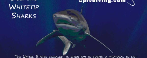 protect oceanic whitetip sharks