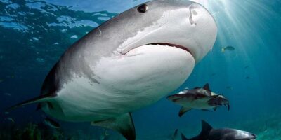 tiger shark at tiger beach daniel botelhol
