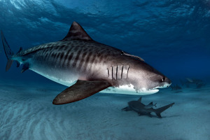 Tiger sharks at tiger beach bahamas