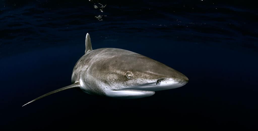 oceanic whitetip after dark