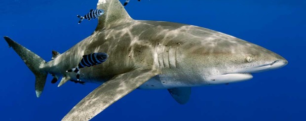 oceanic whitetip sharks of cat island