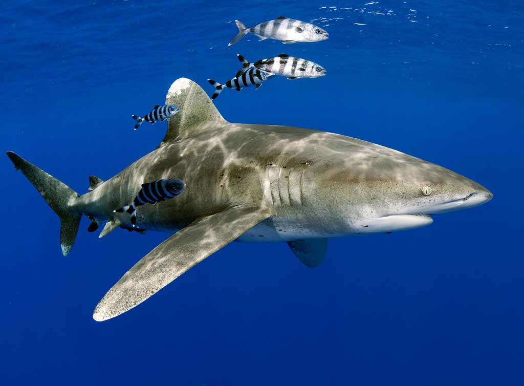 oceanic whitetip sharks of cat island