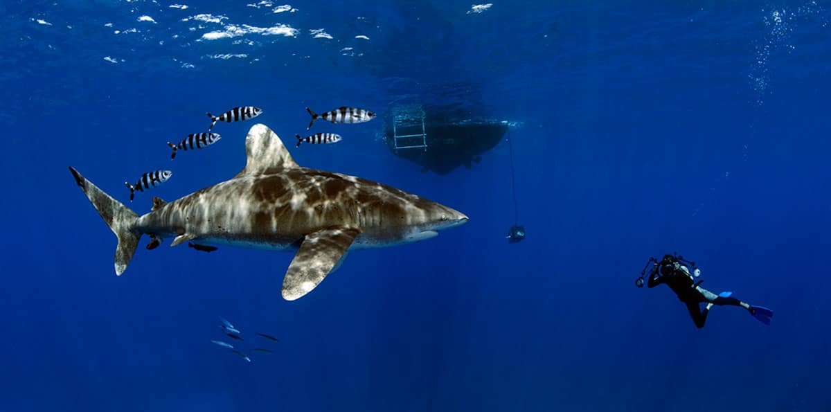 daniel botelho oceanic whitetip shark cat island bahamas