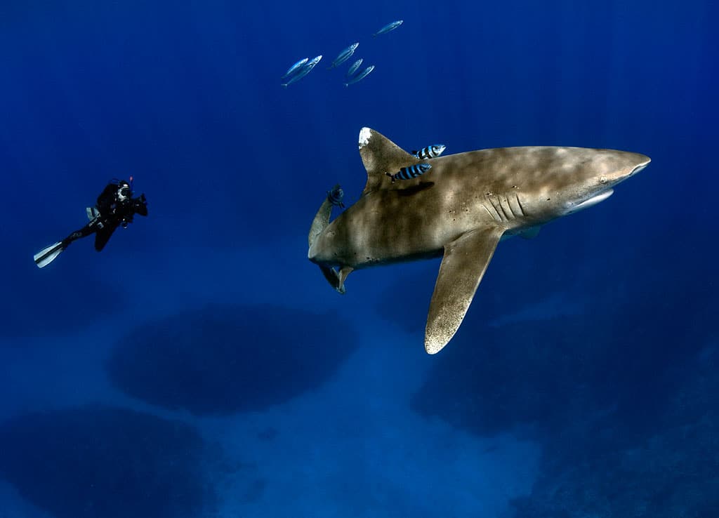 scuba diving oceanic whitetip shark cat island bahamas