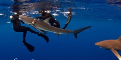 dusky shark rescue atlas