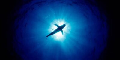 oceanic whitetip shark diving silouhette