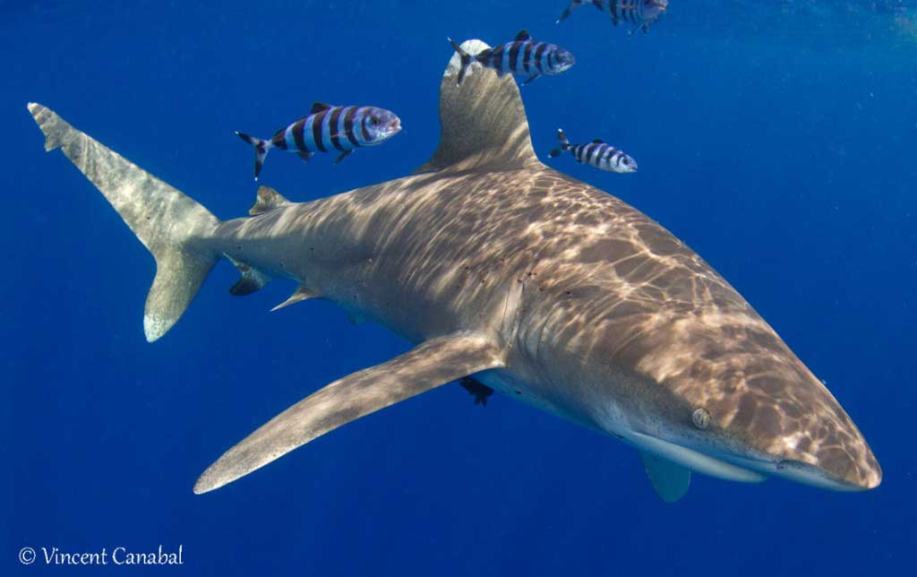 Oceanic Whitetip Shark cat island